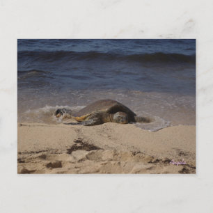 Cartão Postal Tartaruga de Oahu