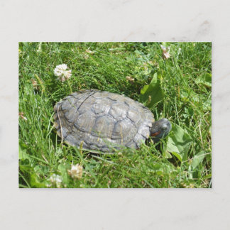 Cartão Postal Tartaruga-de-orelha-vermelha