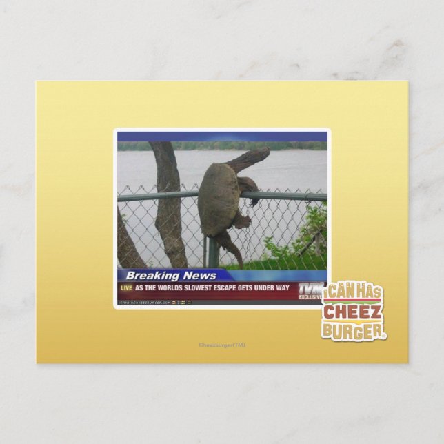 Cartão Postal Tartaruga de saída (Frente)