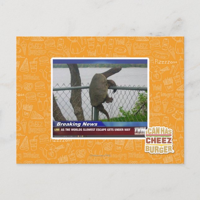 Cartão Postal Tartaruga de saída (Frente)