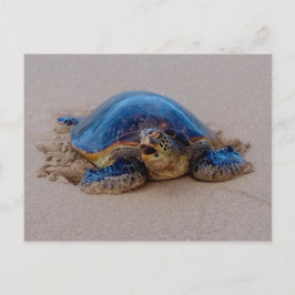 Cartão Postal Tartaruga-do-mar