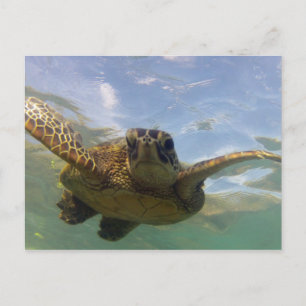 Cartão Postal Tartaruga do Mar Verde do Havaí