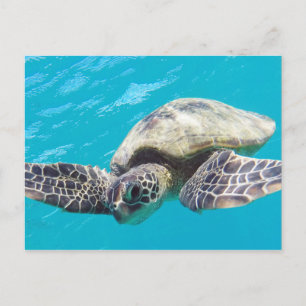 Cartão Postal Tartaruga do Mar Verde do Havaí