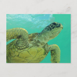 Cartão Postal Tartaruga do Mar Verde do Havaí