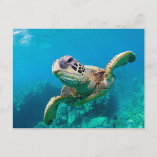 Cartão Postal Tartaruga do Mar Verde Nadando sobre recife de cor
