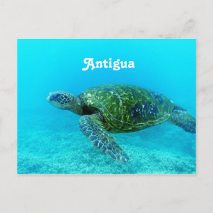 Cartão Postal Tartaruga faturada falcão de Antígua