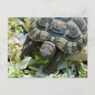 Cartão Postal Tartaruga Fofa