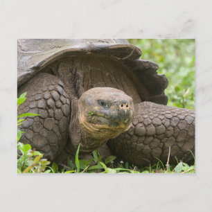 Cartão Postal Tartaruga gigante