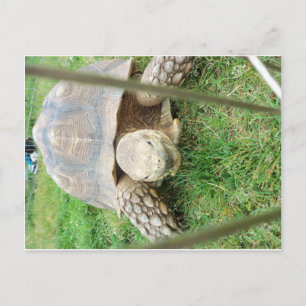 Cartão Postal Tartaruga Gigante, 1