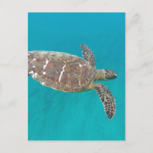 Cartão Postal Tartaruga Honu do Havaí