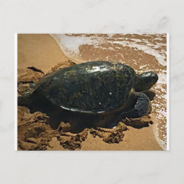 Cartão Postal Tartaruga marinha