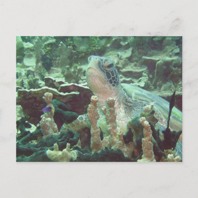 Cartão Postal Tartaruga marinha (Frente)