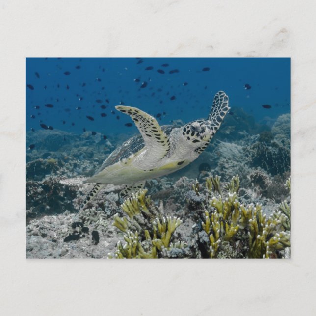 Cartão Postal Tartaruga Marinha Bico-de-Pato Nadando (Frente)