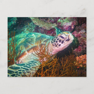 Cartão Postal Tartaruga Marinha e Plantas Marinhas Lindas