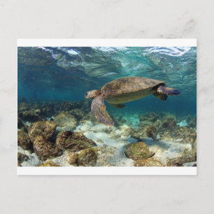 Cartão Postal Tartaruga marinha nadando na ilha do Paraíso de L