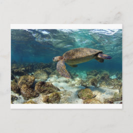 Cartão Postal Tartaruga marinha nadando na ilha do Paraíso de La