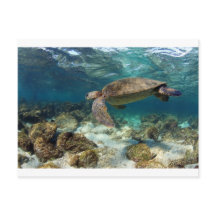 Tartaruga marinha nadando na ilha do Paraíso de La