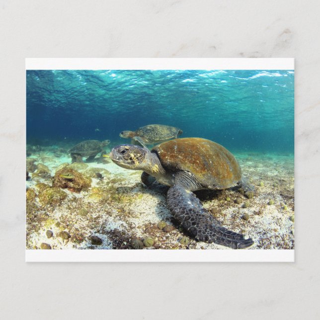 Cartão Postal Tartaruga marinha relaxando submarina na lagoa tro (Frente)