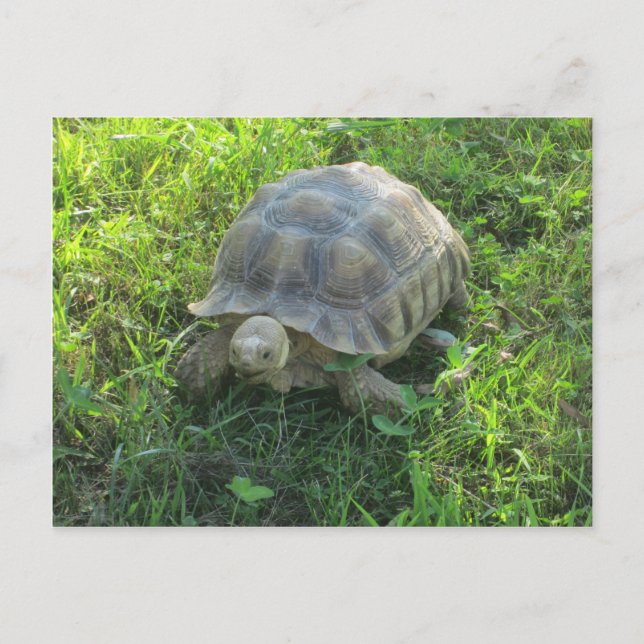 Cartão Postal Tartaruga na grama (Frente)