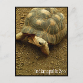 Cartão Postal Tartaruga no zoológico de Indianápolis