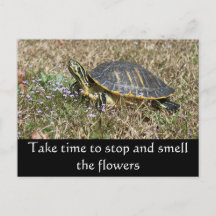 Tartaruga Península