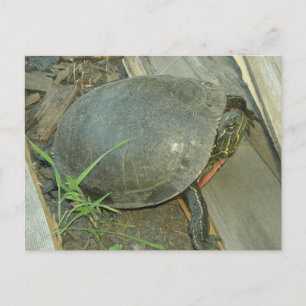 Cartão Postal Tartaruga pintada (Chrysemys picta)