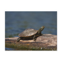 Tartaruga pintada em um tronco