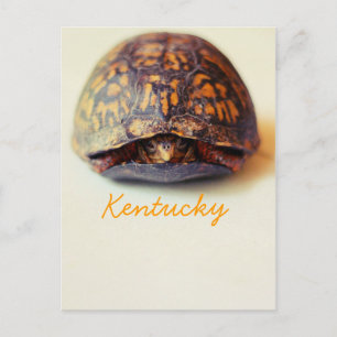 Cartão Postal Tartaruga por JerseyFawn