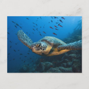 Cartão Postal Tartaruga Preta (Verde) (Chelonia agassizi)