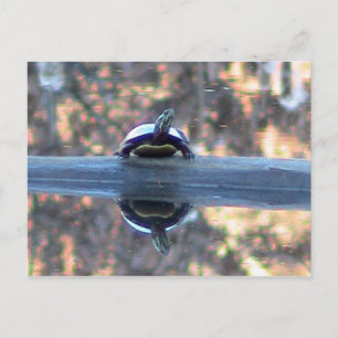 Cartão Postal Tartaruga Refletida no Cartão-postal Pond
