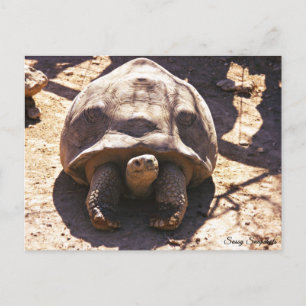 Cartão Postal Tartaruga Rupida Africana