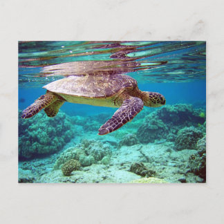Cartão Postal Tartaruga verde (Chelonia mydas)