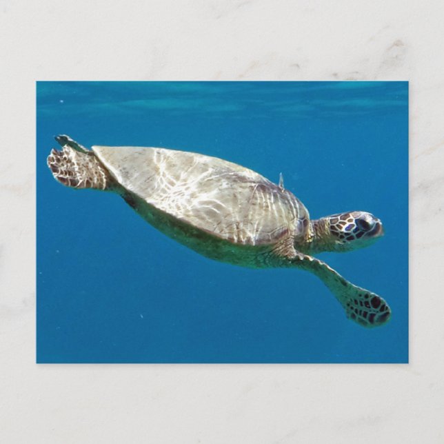 Cartão Postal Tartarugas (Frente)