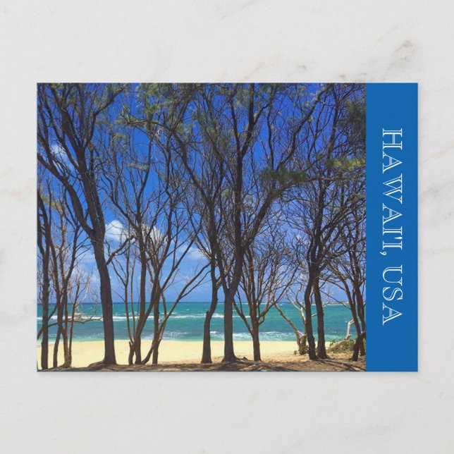 Cartão Postal tartarugas-de-praia (Frente)
