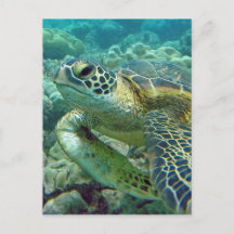 Tartarugas em Havaí