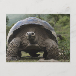 Cartão Postal Tartarugas Gigantes de Galápagos Geochelone