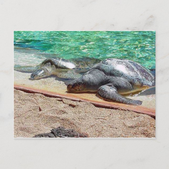 Cartão Postal tartarugas marinhas (Frente)