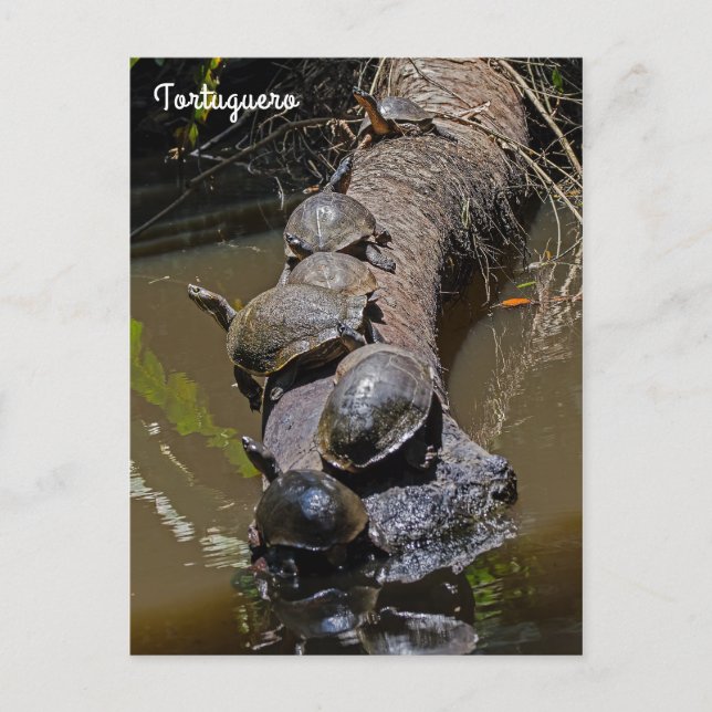 Cartão Postal Tartarugas no Parque Nacional de Tortuguero - Cost (Frente)
