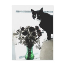 Tasha, o Gato Tuxedo