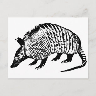 Cartão Postal Tatu