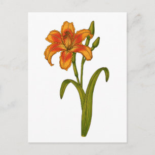 Cartão Postal Tawny Daylily