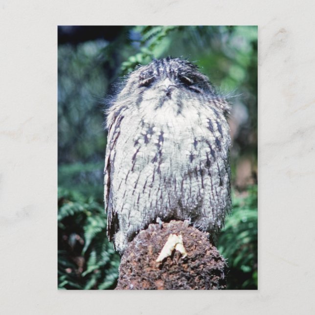 Cartão Postal Tawny Frogmouth, Tasmânia - Austrália (Frente)