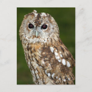 Cartão Postal Tawny Owl