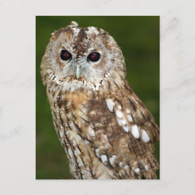Cartão Postal Tawny Owl (Frente)