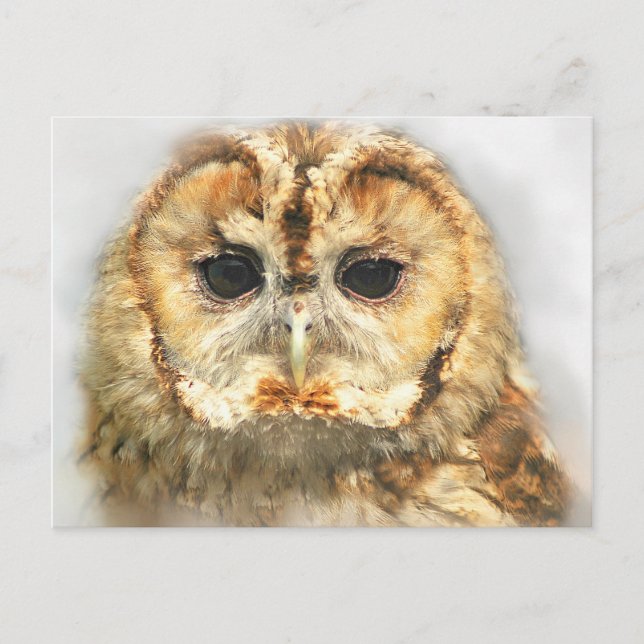 Cartão Postal Tawny Owl (Frente)