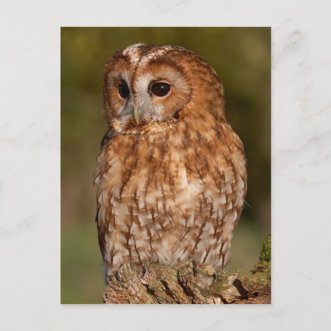 Cartão Postal Tawny Owl (Strix aluco) (Frente)