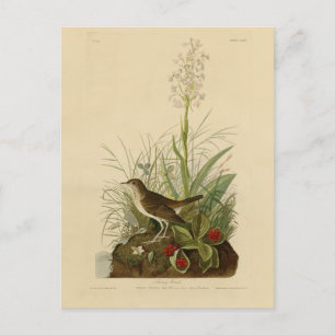 Cartão Postal Tawny Thrush (Veery) - Aves da América de Audubon