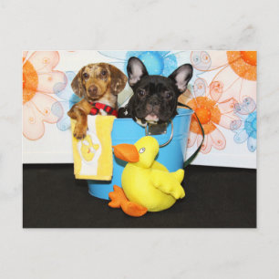 Cartão Postal Taz e Teal - Dachshund & Bulldog -3