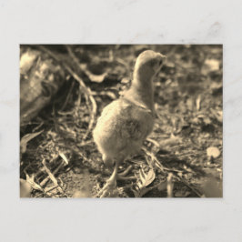 Cartão Postal Tchau! -