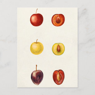 Cartão Postal Tcherry Plum (Prunus Cerasifera var. Divaricata)